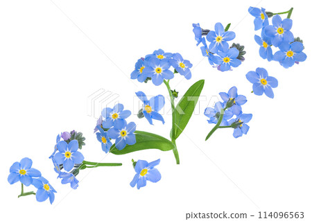 forget-me-not flowers isolated on white background. Top view. Flat lay forget-me-not flowers isolated on white background. Top view. Flat lay 114096563