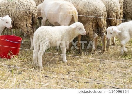 A group of sheep are grazing in a field with a red bucket nearby A group of sheep are grazing in a field with a red bucket nearby 114096564