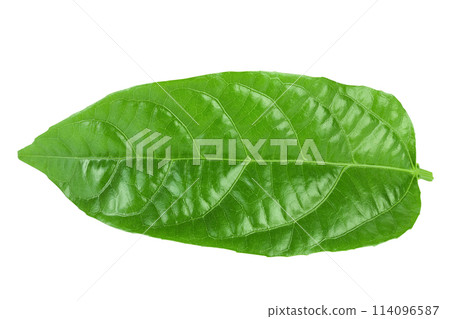 leaf of passion-fruit or maracuja isolated on white background. Top view. Flat lay 114096587