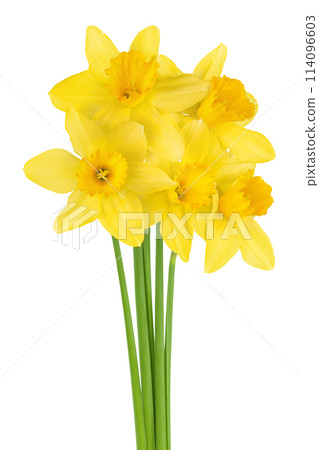 Daffodil flower or narcissus isolated on white background with full depth of field 114096603