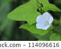 Kohiru Gao的花 114096616