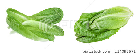 fresh roman cos lettuce isolated on a white background. Top view. Flat lay 114096671