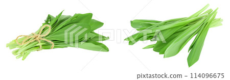 Ramson bunch vegetable isolated on white background with  full depth of field 114096675