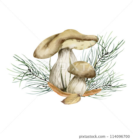 Autumn mushroom watercolor composition with pine tree branches and colorful leaves. HAnd drawn cozy fall fungus , kitchen textile, plate design, packing, home decor. Floral arrangement Autumn mushroom watercolor composition with pine tree branches and colorful leaves. HAnd drawn cozy fall fungus , kitchen textile, plate design, packing, home decor. Floral arrangement 114096700