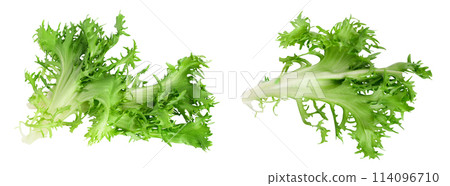 Fresh green leaves of endive frisee chicory salad isolated on white background with full depth of field. Top view. Flat lay Fresh green leaves of endive frisee chicory salad isolated on white background with full depth of field. Top view. Flat lay 114096710