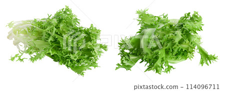 Fresh green leaves of endive frisee chicory salad isolated on white background with full depth of field Fresh green leaves of endive frisee chicory salad isolated on white background with full depth of field 114096711