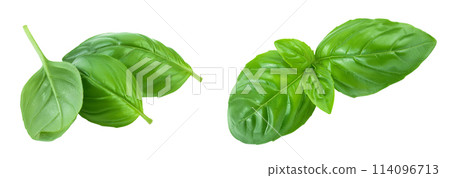 Fresh basil leaf isolated on white background with  full depth of field 114096713