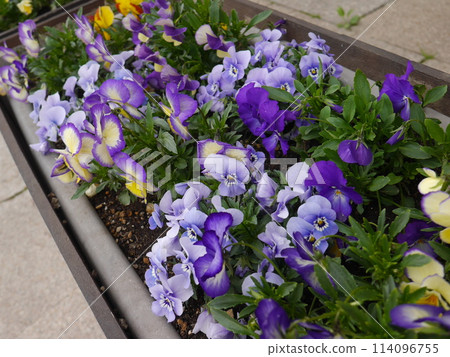 Many pansies planted 114096755