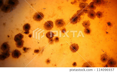 Dark mold on an orange background Dark mold on an orange background 114096937