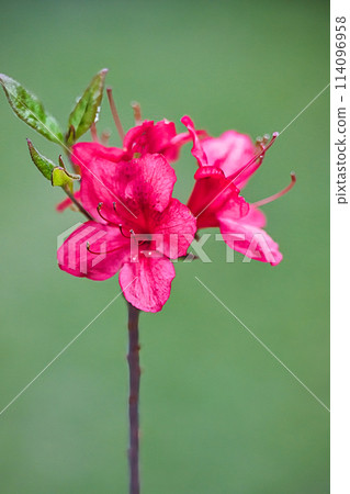 Beautiful azalea flowers blooming on a warm spring day 114096958