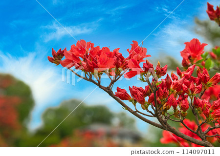 Beautiful azalea flowers blooming on a warm spring day Beautiful azalea flowers blooming on a warm spring day 114097011