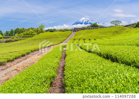 (Shizuoka Prefecture) Mount Fuji seen over the beautiful tea fields of Imamiya, Fuji City (Shizuoka Prefecture) Mount Fuji seen over the beautiful tea fields of Imamiya, Fuji City 114097288