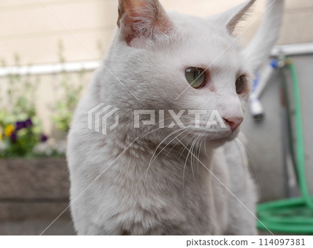 一隻貓盯著你 114097381