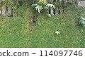 Summer season plant growth on antique wall concrete abstract background wallpaper image 114097746