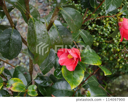 red camellia flower 114097900