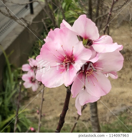 almond flower pink 114097963