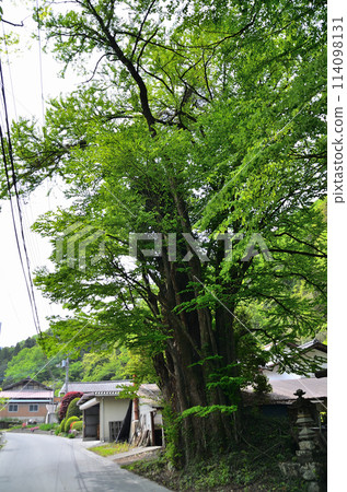 埼玉縣秩父郡南町金澤天滿天神宮的千本假髮 114098131