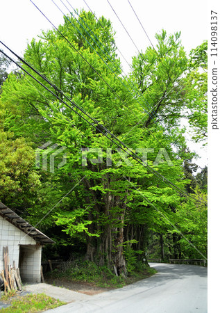 Senbon Katsura at Tenmangu Shrine in Kanazawa, Minano-machi, Chichibu-gun, Saitama Prefecture 114098137