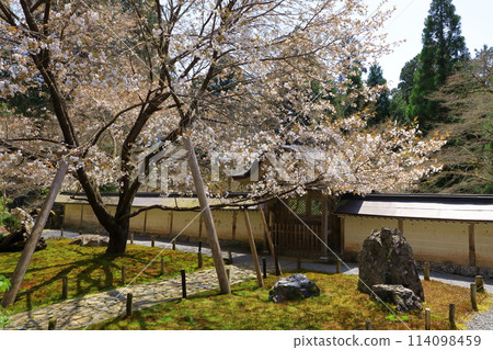 Joshouji Temple: Cherry blossoms in full bloom at Gosha-gaeshi 114098459