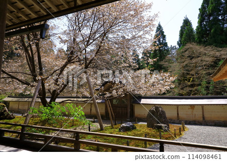 Joshouji Temple: Cherry blossoms in full bloom at Gosha-gaeshi 114098461