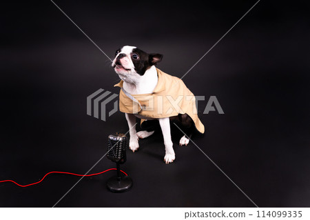 The muzzle of a Boston Terrier dog gives an interview into the microphone. The muzzle of a Boston Terrier dog gives an interview into the microphone. 114099335