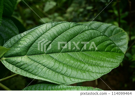 Myriocarpa stipitata (Urtaceae) 114099464