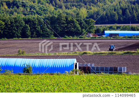 Harvesting fields and blue-roofed huts 114099465
