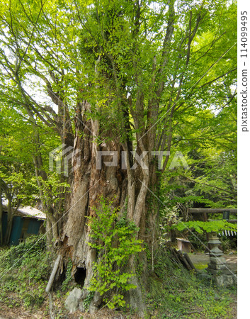 Senbon Katsura at Tenmangu Shrine in Kanazawa, Minano-machi, Chichibu-gun, Saitama Prefecture 114099495