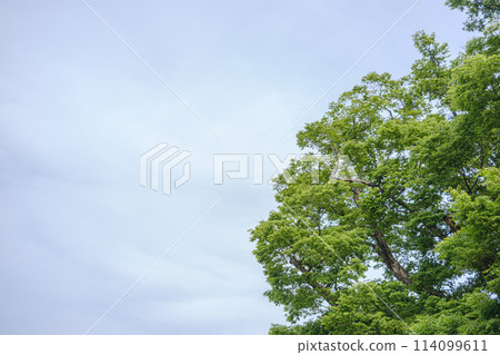 Fresh green season 114099611