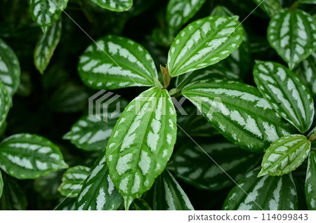 曲霉屬（蕁麻科），Mizu 屬 114099843