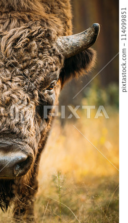 Belarus. European Bison Or Bison Bonasus, Also Known As Wisent Or European Wood Bison In Autumn Forest. Berezinsky Biosphere Reserve. Belarus. European Bison Or Bison Bonasus, Also Known As Wisent Or European Wood Bison In Autumn Forest. Berezinsky Biosphere Reserve. 114099851