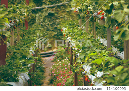 Lush green rows of strawberry plants cultivated in two-level elevated platform containers showing smart idea of organic eco-friendly urban gardening 114100093