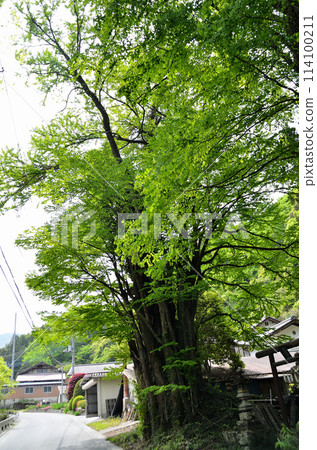 Senbon Katsura at Tenmangu Shrine in Kanazawa, Minano-machi, Chichibu-gun, Saitama Prefecture 114100211