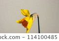 blooming yellow narcissus daffodil timelapse 114100485