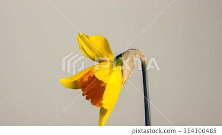 blooming yellow narcissus daffodil timelapse blooming yellow narcissus daffodil timelapse 114100485