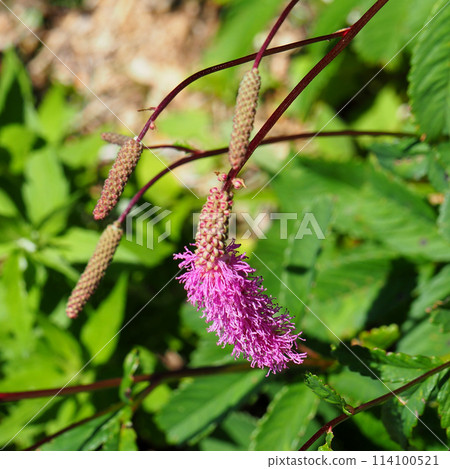 [日本高山植物] Calitoweed (白山 2015) 114100521