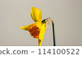 blooming yellow narcissus daffodil studio shot 114100522