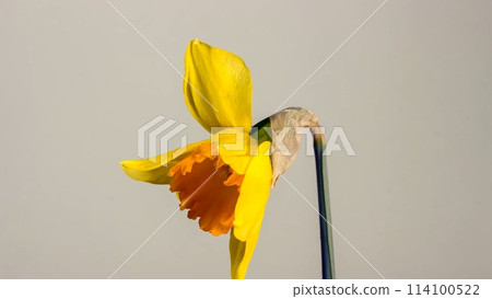 blooming yellow narcissus daffodil studio shot 114100522