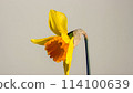 blooming yellow narcissus daffodil timelapse 114100639