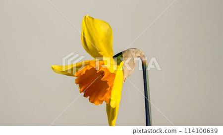 blooming yellow narcissus daffodil timelapse 114100639