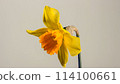blooming yellow narcissus daffodil timelapse 114100661