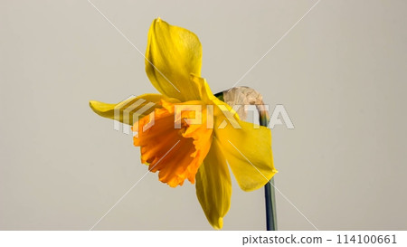 blooming yellow narcissus daffodil timelapse blooming yellow narcissus daffodil timelapse 114100661