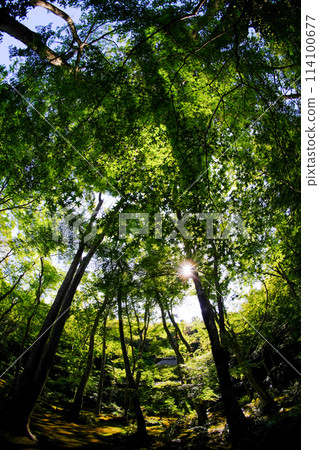 初夏的吉奧寺 114100677