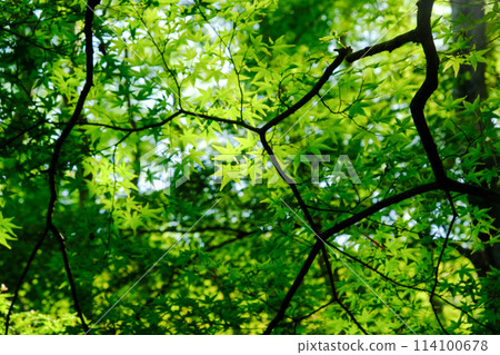 初夏的吉奧寺 初夏的吉奧寺 114100678