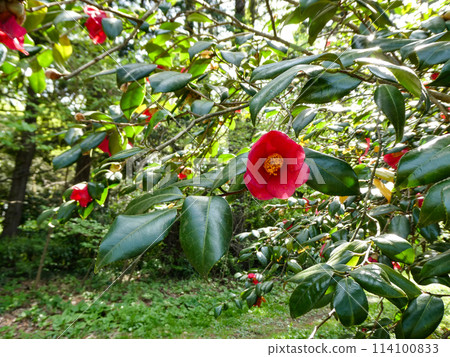 宮澤賢治在岩手縣就讀的現岩手大學農學部的山茶花 114100833