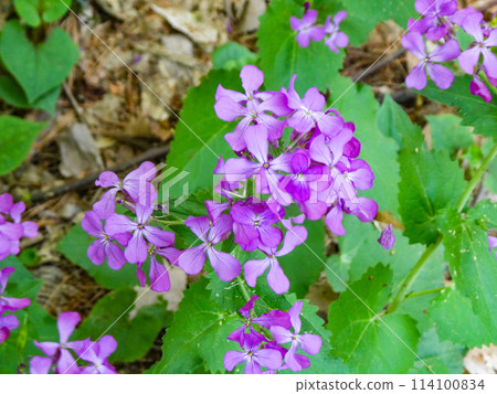 松勝齋位於岩手縣宮澤賢治就讀的現岩手大學農學部 114100834