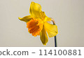 blooming yellow narcissus daffodil timelapse 114100881