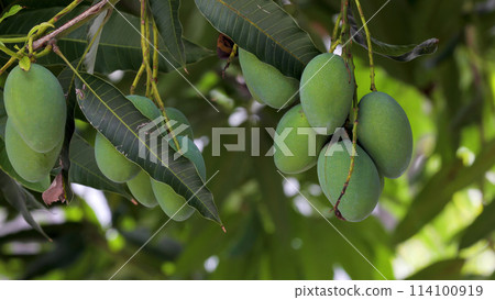 芒果，艾文芒果，芒果樹，水果水果，台灣，芒果，艾文芒果，芒果樹，水果， 114100919