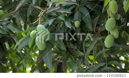 芒果，艾文芒果，芒果樹，水果水果，台灣，芒果，艾文芒果，芒果樹，水果， 114100921
