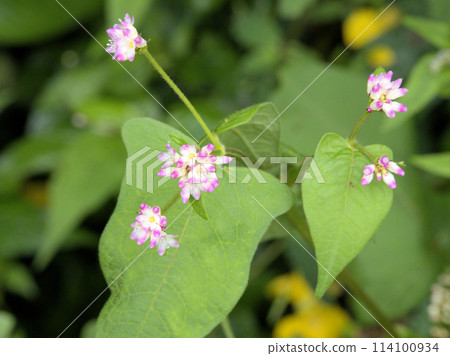 長野縣北安郡白馬村神城白澤嶺展望台旁溝蕎麥盛開 114100934